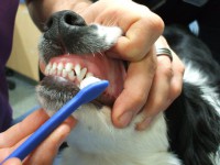 /album/fotogaleria/sarro-dental-jpg/